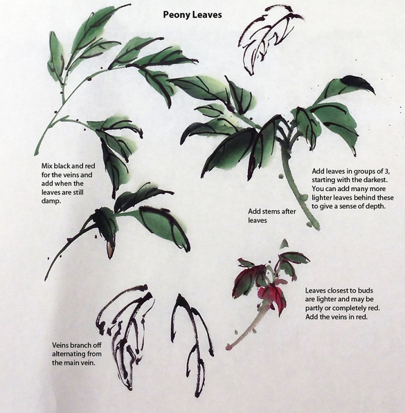 Outline and painted peony leaves with explanations