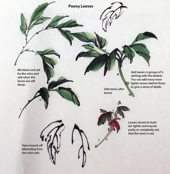 Outline and painted peony leaves with explanations