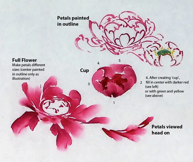 Outline explaining peony petals