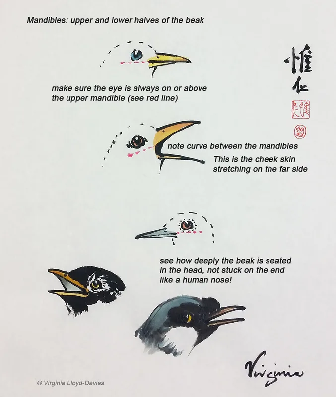 Picture of bird beaks painted in Chinese brush technique, with annotations