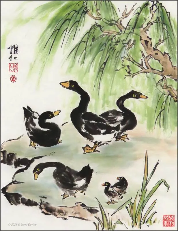 Four black geese and two baby goslings on a lake bank with willow in the background