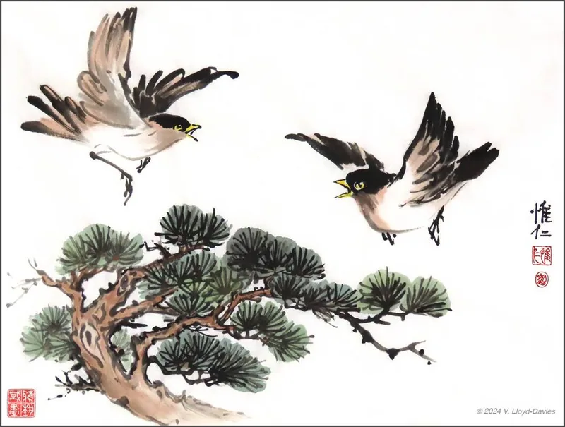Two black, brown and white birds flying above a pine branch